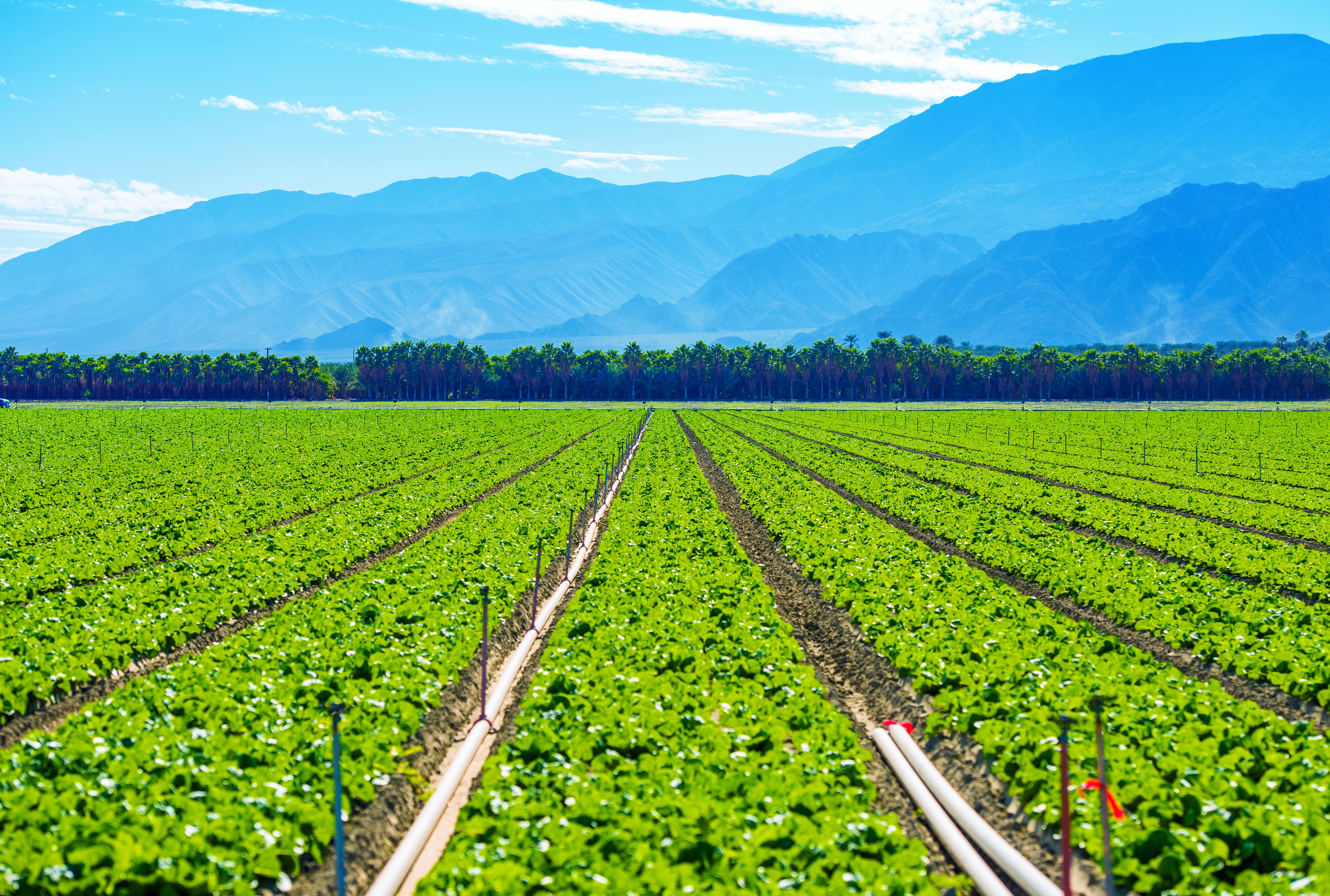 California Produce