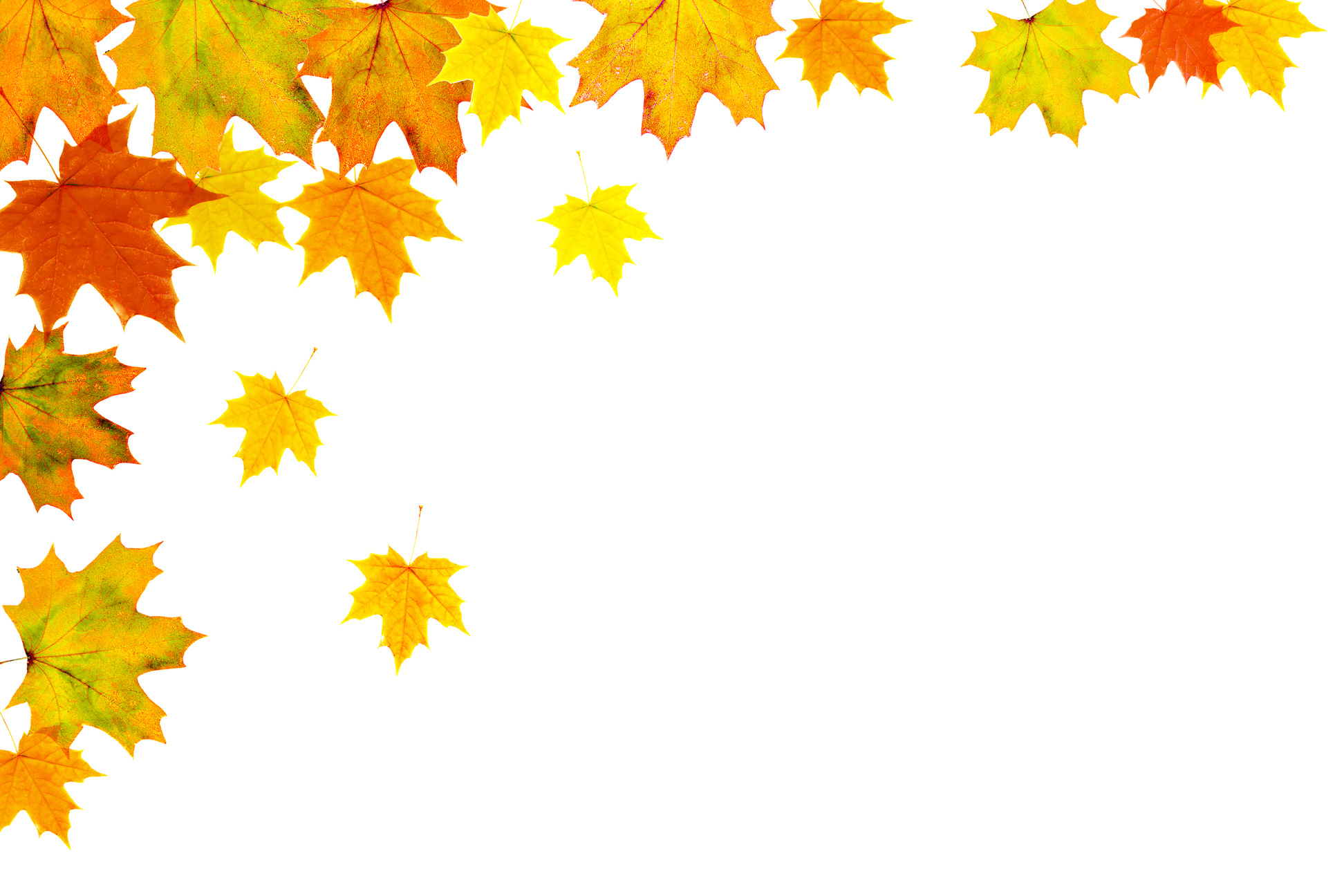 Bright Autumn Leaves Border on White Background