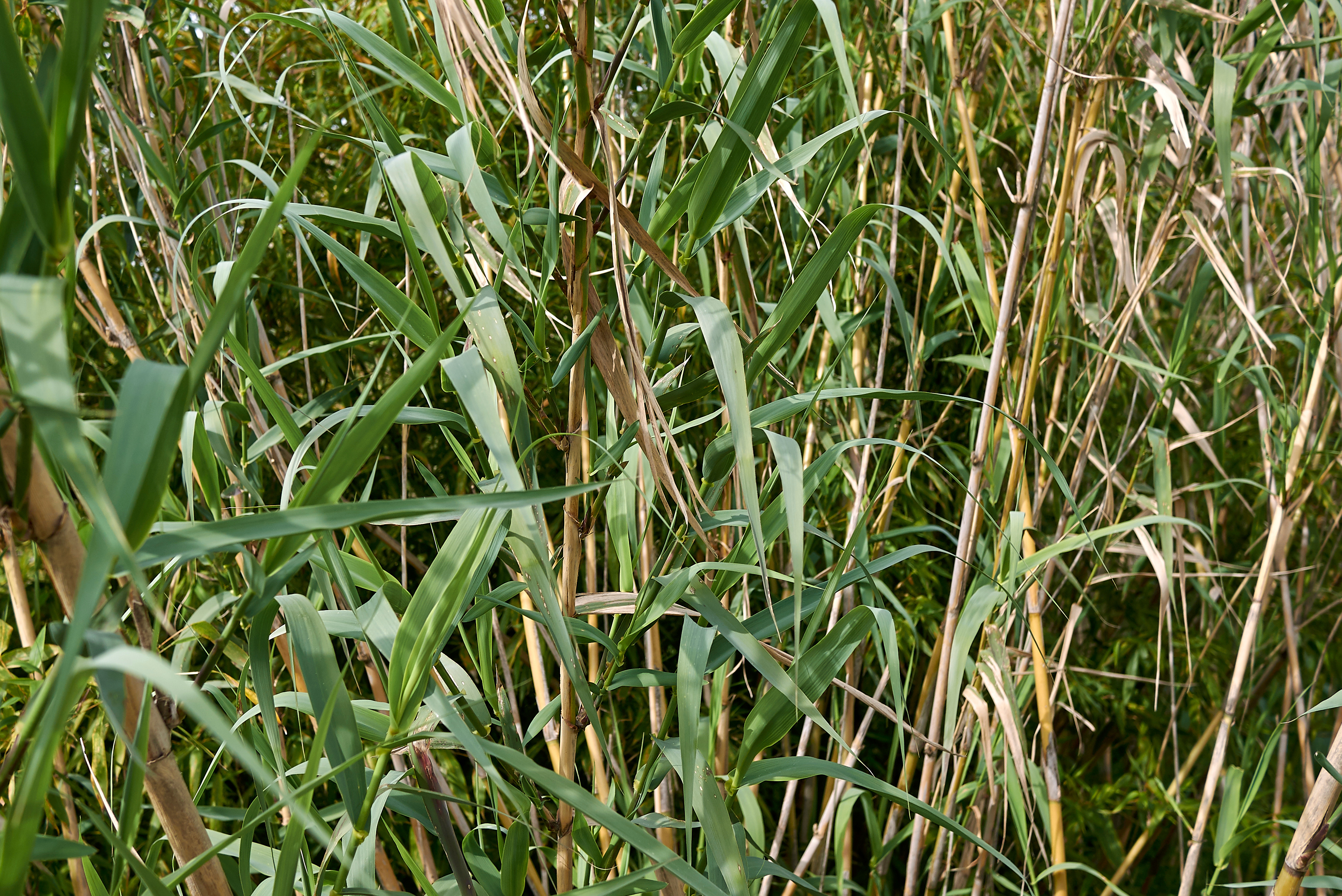 Arundo donax