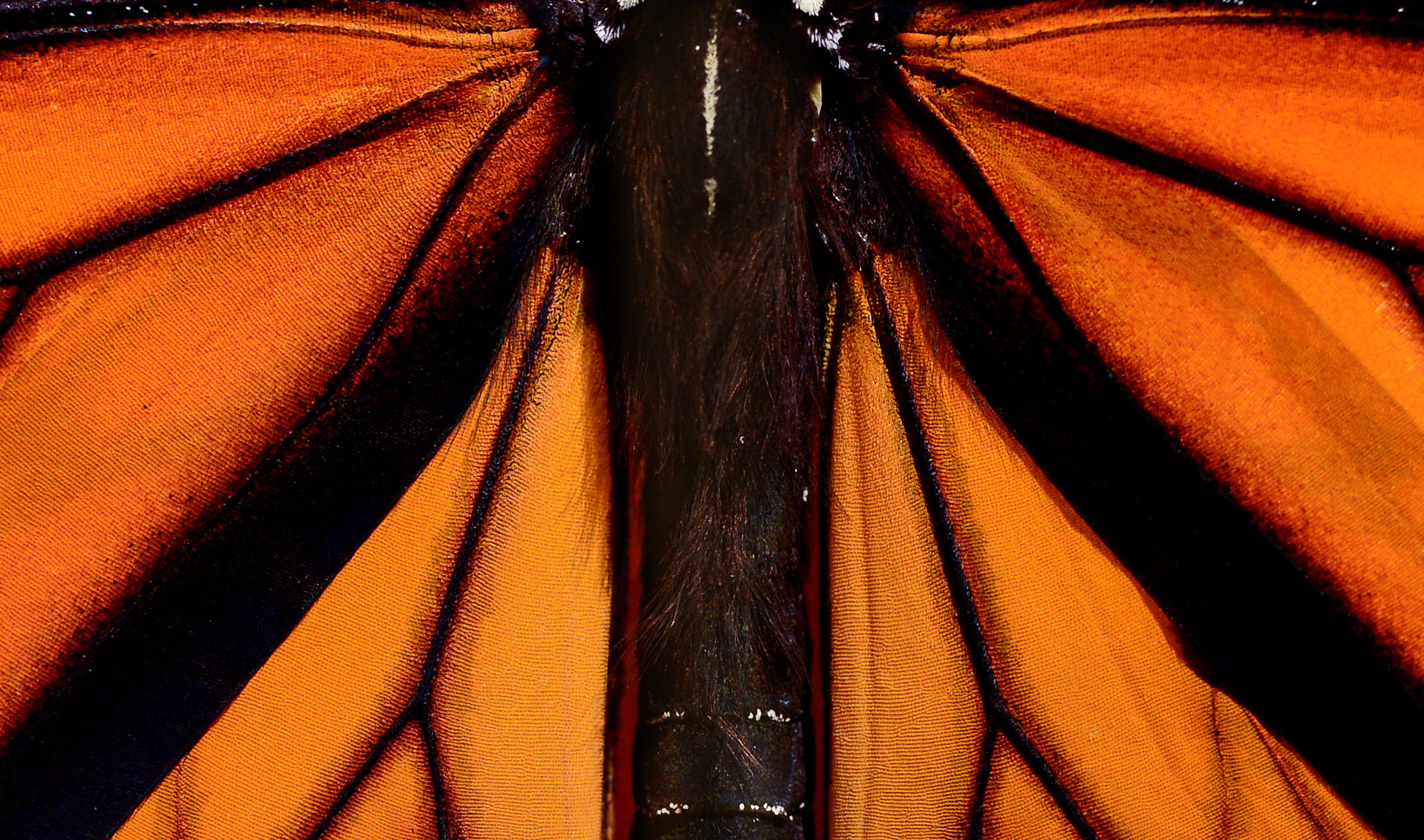 Monarch Butterfly Wings