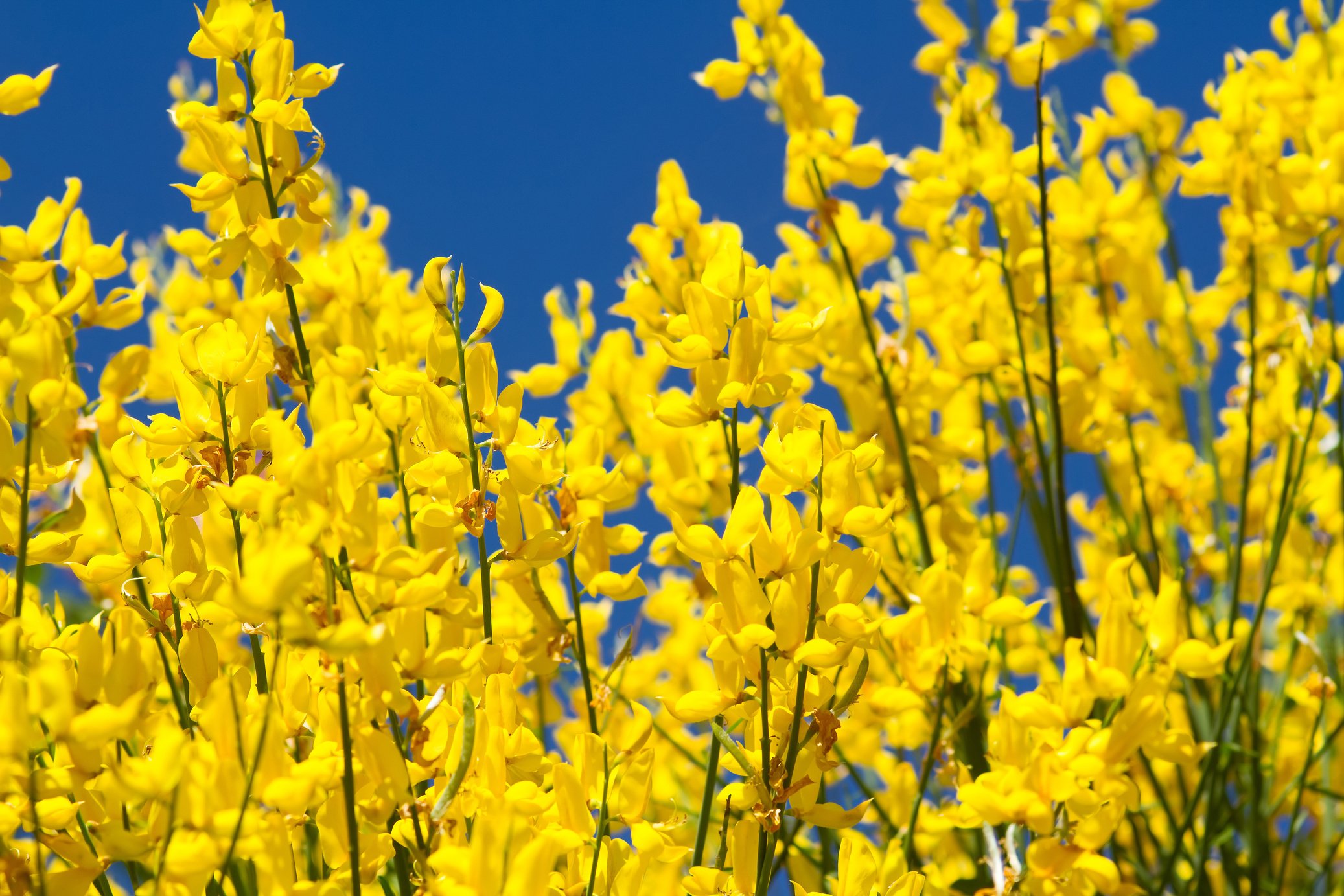 Spanish Broom